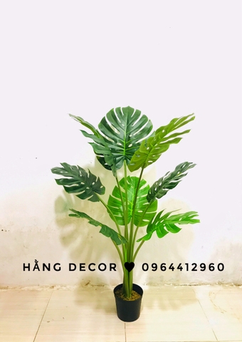CÂY TRẦU BÀ LÁ XẺ HẰNG DECOR (90CM ,1M2)