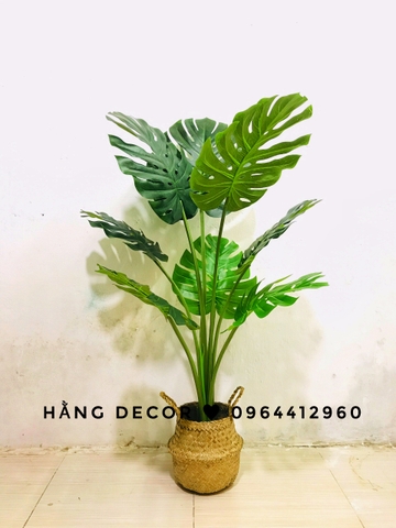 CÂY TRẦU BÀ LÁ XẺ HẰNG DECOR (90CM ,1M2)