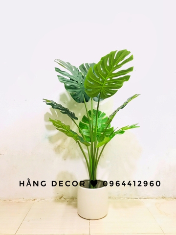 CÂY TRẦU BÀ LÁ XẺ HẰNG DECOR (90CM ,1M2)