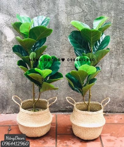 CÂY BÀNG SINGAPORE 2 NHÁNH (80CM VÀ 1M )
