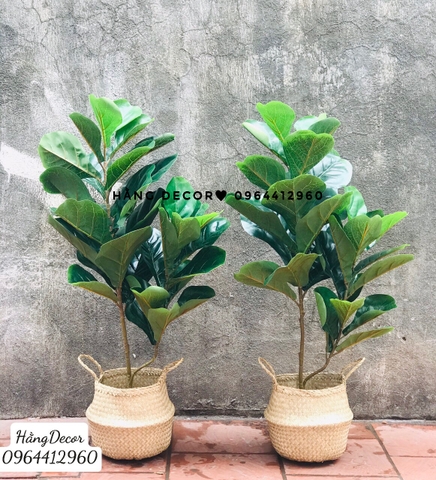 CÂY BÀNG SINGAPORE 2 NHÁNH (80CM VÀ 1M )