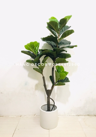CÂY BÀNG SINGAPORE THÂN GỖ 3 NHÁNH (1m2 và 1m5 )