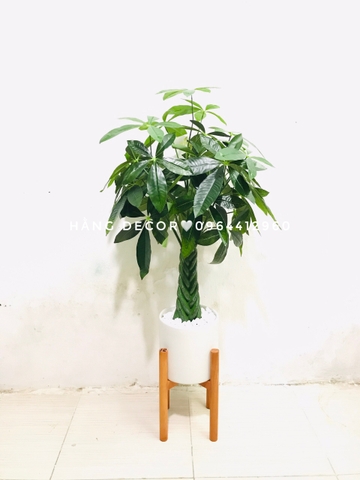 CÂY KIM NGÂN NHỰA TRANG TRÍ NỘI THẤT HẰNG DECOR 80CM