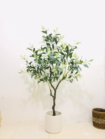 CÂY OLIU GIẢ, CÂY OLIU LÁ  BẠC (85CM, 1M3, 1M65)