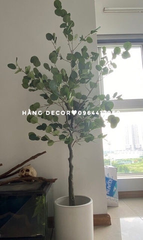 CÂY BẠCH ĐÀN GIẢ TRANG TRÍ NỘI THẤT HẰNG DECOR( 165CM)