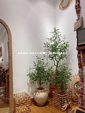 CÂY OLIU THÂN GỖ HẰNG DECOR 1M-1M3