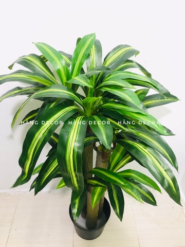 CÂY THIẾT MỘC LAN GIẢ HẰNG DECOR (1M2)