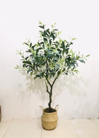 CÂY OLIU GIẢ, CÂY OLIU LÁ  BẠC (85CM, 1M3, 1M65)