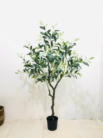 CÂY OLIU GIẢ, CÂY OLIU LÁ  BẠC (85CM, 1M3, 1M65)