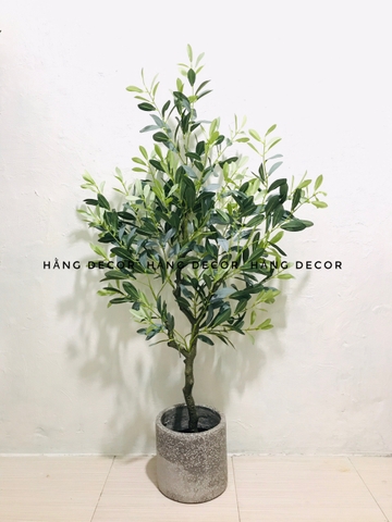 CÂY OLIU GIẢ, CÂY OLIU LÁ  BẠC (85CM, 1M3, 1M65)