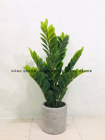 CÂY KIM TIỀN GIẢ TRANG TRÍ HẰNG DECOR (60CM, 90CM, 1M1)