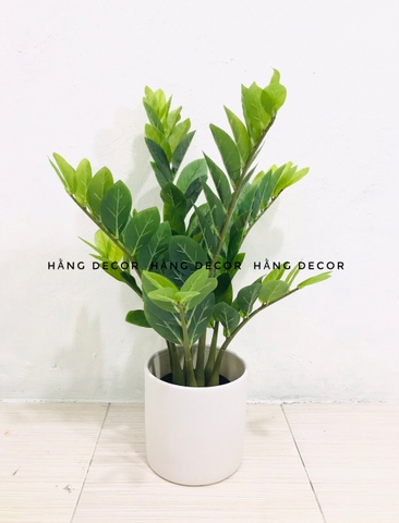 CÂY KIM TIỀN GIẢ TRANG TRÍ HẰNG DECOR (60CM, 90CM, 1M1)