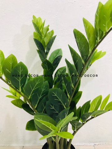 CÂY KIM TIỀN GIẢ TRANG TRÍ HẰNG DECOR (60CM, 90CM, 1M1)