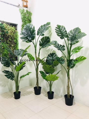 CÂY TRẦU BÀ NAM MỸ GIẢ TRANG TRÍ(1M4, 1M6, 1M9)