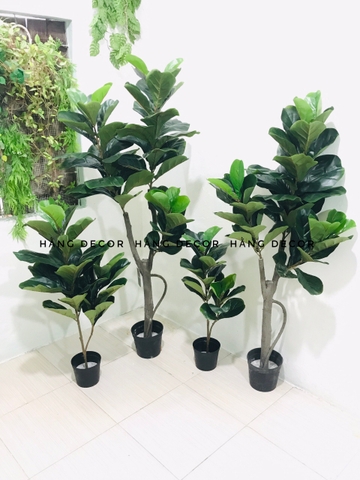 CÂY BÀNG SINGAPORE THÂN GỖ 3 NHÁNH (1m2 và 1m5 )