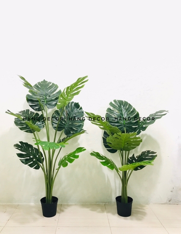 CÂY TRẦU BÀ LÁ XẺ HẰNG DECOR (90CM ,1M2)