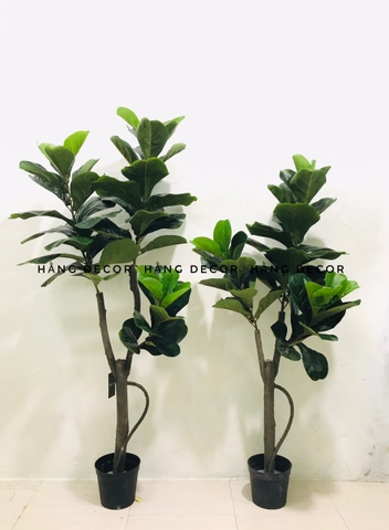 CÂY BÀNG SINGAPORE THÂN GỖ 3 NHÁNH (1m2 và 1m5 )