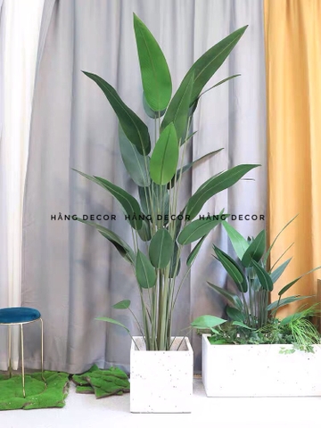CÂY CHUỐI THIÊN ĐIỂU TRANG TRÍ HẰNG DECOR ( 1M1, 1M4, 1M6)