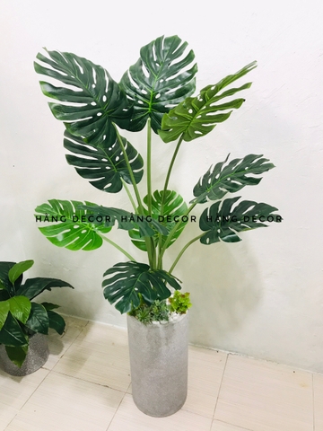 CÂY TRẦU BÀ LÁ XẺ HẰNG DECOR (90CM ,1M2)