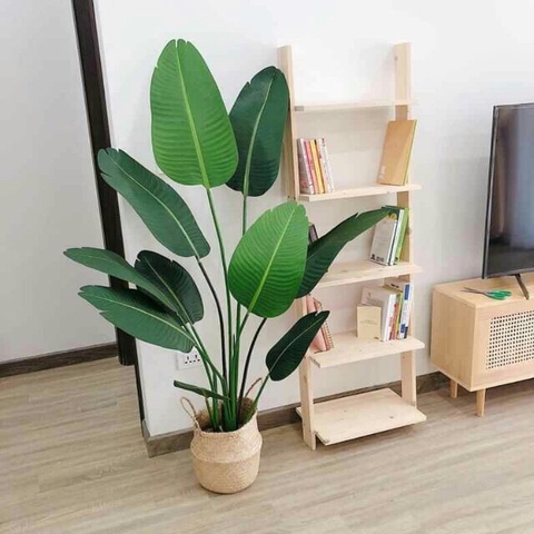 CÂY CHUỐI RẺ QUẠT TRANG TRÍ HẰNG DECOR 1M6(3 nhánh-10 lá)