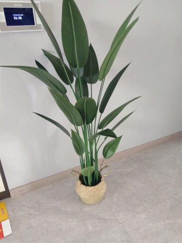 CÂY CHUỐI THIÊN ĐIỂU TRANG TRÍ HẰNG DECOR ( 1M1, 1M4, 1M6)