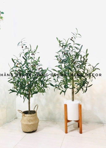 CÂY OLIU THÂN GỖ HẰNG DECOR 1M-1M3