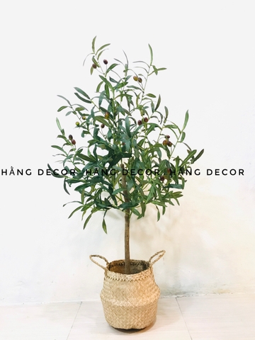 CÂY OLIU THÂN GỖ HẰNG DECOR 1M-1M3