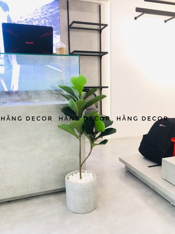 CÂY BÀNG SINGAPORE 2 NHÁNH (80CM VÀ 1M )