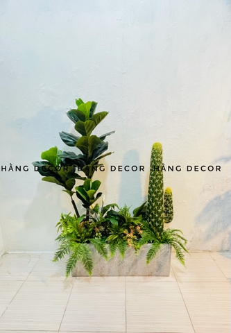 CÂY BÀNG SINGAPORE THÂN GỖ 3 NHÁNH (1m2 và 1m5 )