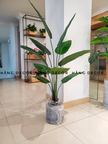 CÂY CHUỐI RẺ QUẠT TRANG TRÍ HẰNG DECOR 1M8(3 nhánh-12 lá)