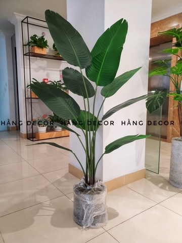 CÂY CHUỐI RẺ QUẠT TRANG TRÍ HẰNG DECOR 1M6(3 nhánh-10 lá)