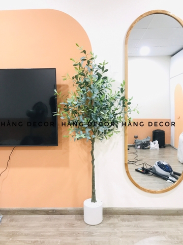 CÂY OLIU GIẢ, CÂY OLIU LÁ  BẠC (85CM, 1M3, 1M65)