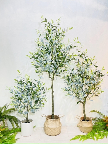 CÂY OLIU GIẢ, CÂY OLIU LÁ  BẠC (85CM, 1M3, 1M65)