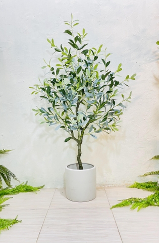CÂY OLIU GIẢ, CÂY OLIU LÁ  BẠC (85CM, 1M3, 1M65)