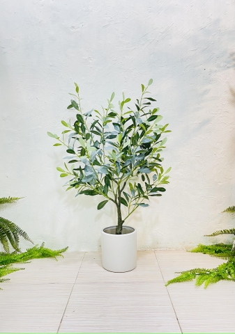 CÂY OLIU GIẢ, CÂY OLIU LÁ  BẠC (85CM, 1M3, 1M65)