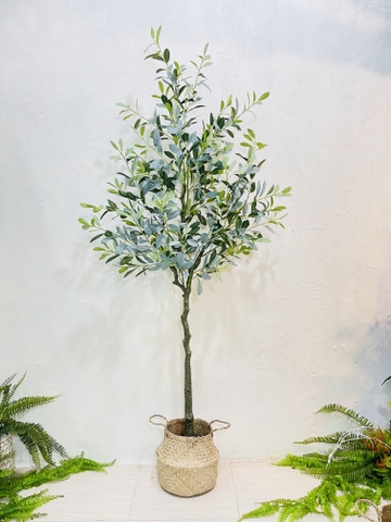 CÂY OLIU GIẢ, CÂY OLIU LÁ  BẠC (85CM, 1M3, 1M65)