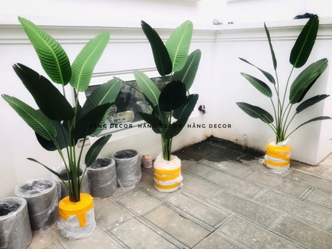 CÂY CHUỐI RẺ QUẠT TRANG TRÍ HẰNG DECOR 1M6(3 nhánh-10 lá)