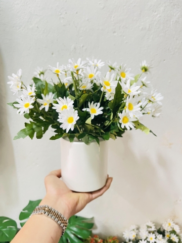 CHẬU HOA CÚC HỌA MI ĐẶT BÀN 30CM