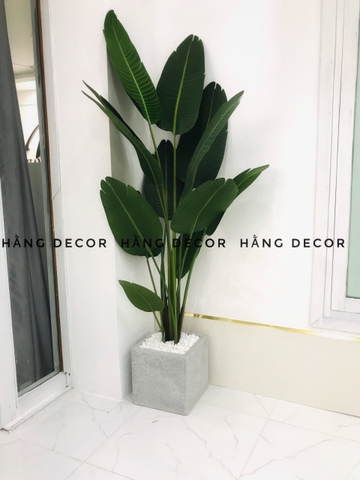 CÂY CHUỐI RẺ QUẠT TRANG TRÍ HẰNG DECOR 1M8(3 nhánh-12 lá)