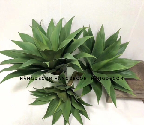 CÂY DỨA NAM PHI GIẢ( 40CM, 60CM)