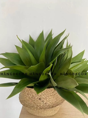 CÂY DỨA NAM PHI GIẢ( 40CM, 60CM)