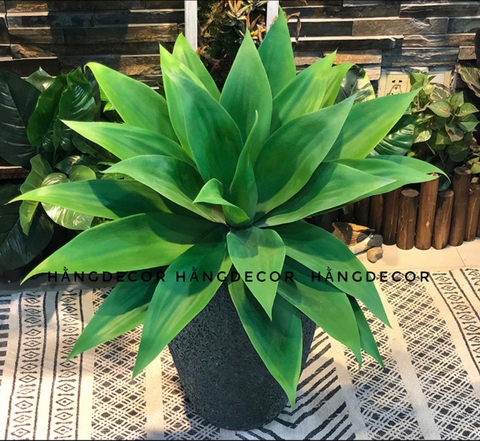 CÂY DỨA NAM PHI GIẢ( 40CM, 60CM)