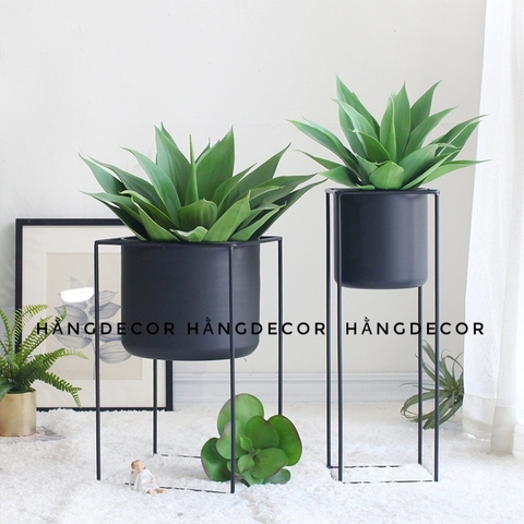 CÂY DỨA NAM PHI GIẢ( 40CM, 60CM)