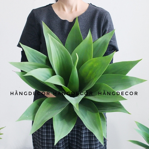 CÂY DỨA NAM PHI GIẢ( 40CM, 60CM)