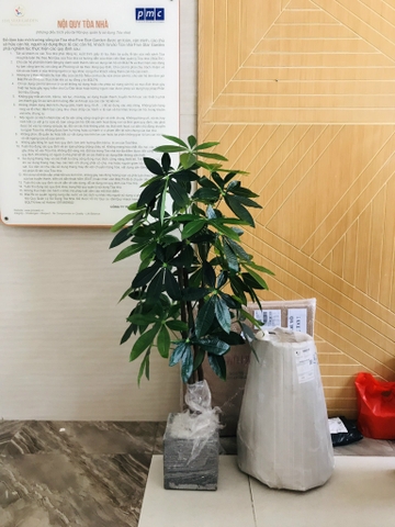 CÂY KIM NGÂN GIẢ TRANG TRÍ NHÀ ĐẸP HẰNG DECOR(1M5)
