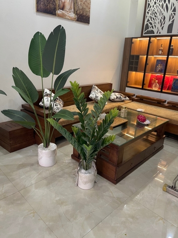 CÂY KIM TIỀN GIẢ TRANG TRÍ HẰNG DECOR (60CM, 90CM, 1M1)