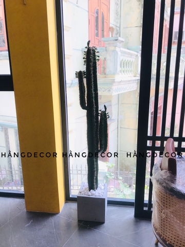 CÂY XƯƠNG RỒNG MÚI XANH GIẢ (85CM, 1M1, 1M5)