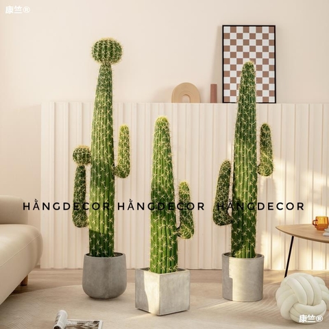 CÂY XƯƠNG RỒNG NHỰA CÓ HOA GIẢ (1M2, 1M53)