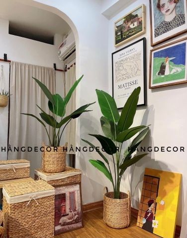CÂY CHUỐI RẺ QUẠT TRANG TRÍ HẰNG DECOR 1M6(3 nhánh-10 lá)