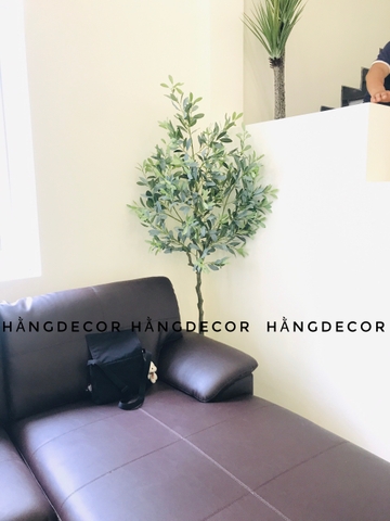 CÂY OLIU GIẢ, CÂY OLIU LÁ  BẠC (85CM, 1M3, 1M65)